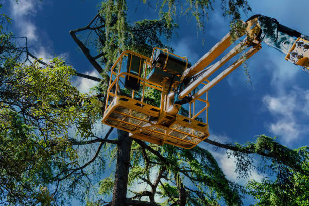 The Steps Involved in Our Tree Care Process in Augusta, AR